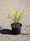 náhled Rákosovka velká 'Albostriata'