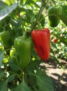 náhled Paprika k rychlení SANDRA - semínka