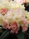 náhled Rododendron 'Percy wiseman'