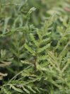 náhled Kapraď samec ´Linearis Polydactyla´