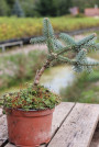 náhled Jedle španělská 'Glauca'