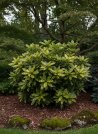 náhled Aukuba japonská ´Crotonifolia´