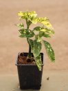 náhled Aukuba japonská ´Crotonifolia´