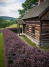 náhled Dřišťál Ottawský 'Auricoma'
