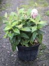 náhled Komule davidova Butterfly Candy ®'Little Pink'