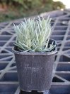 náhled Levandule prostřední 'Edelweiss'