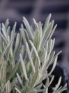 náhled Levandule prostřední 'Edelweiss'