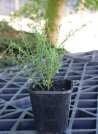 náhled Čilimník 'Andreanus Splendens'