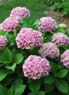 náhled Hortenzie velkolistá 'Peppermint'