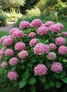 náhled Hortenzie velkolistá 'Peppermint'