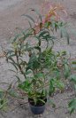 náhled Leucothoe 'Halloween'