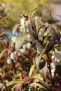 náhled Leucothoe 'Halloween'