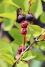 náhled Muchovník olšolistý 'Honeywood'