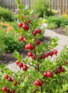 náhled Angrešt 'Hinnonmaki red' - červený