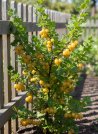náhled Angrešt 'Hinnonmaki yellow' - žlutý