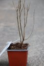 náhled Rakytník řešetlákový 'Friesdorfer Orange'