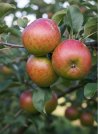 náhled Jabloň 'Coxova Reneta'