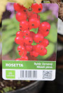 náhled Rybíz červený 'Rosetta' ko5L