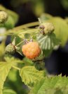 náhled Maliník remont. 'Valentina'®