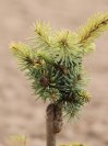 náhled Smrk pichlavý 'Glauca Globosa'