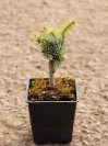 náhled Smrk pichlavý 'Glauca Globosa'