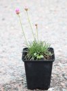náhled Trávnička přímořská 'Vesuv' (Rubrifolia)