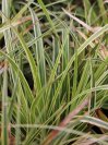 náhled Ostřice Morrowova 'Aureovariegata'