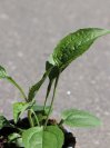 náhled Třapatkovka nachová 'Prairie Blaze Vintage Lime'
