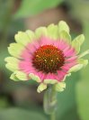 náhled Třapatkovka nachová 'Prairie Blaze Vintage Lime'