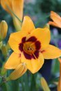náhled Denivka 'Black Eyed Susan'