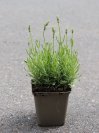 náhled Levandule lékařská 'Aromatico Blue Compact'