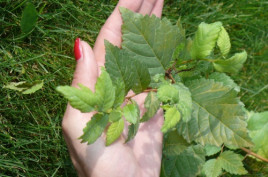 Jilm sibiřský - balení po 100 ks pro živý plot