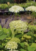 Hortenzie stromečkovitá 'Annabelle'