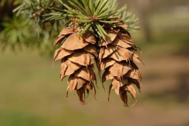 Douglaska tisolistá