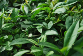 Ptačí zob obecný 'Atrovirens'