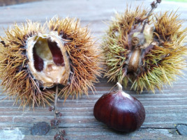 Kaštanovník jedlý - semenáč