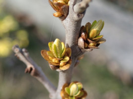 Rakytník řešetlákový 'Sluníčko'