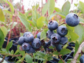 Kanadská borůvka 'Berkeley'- středně pozdní