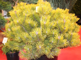 Borovice kleč 'Wintergold'