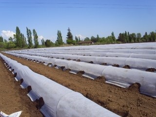 detail Krycí netkaná textilie 1,6 x 10 m bílá