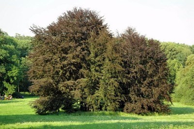 detail Červený buk lesní