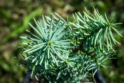 detail Jedle ojíněná 'Compacta'