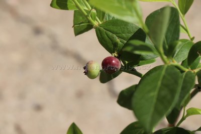 detail Kanadská borůvka 'Jersey' - raná