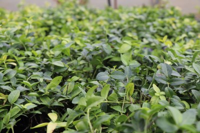 detail Barvínek menší