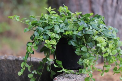 detail Barvínek menší