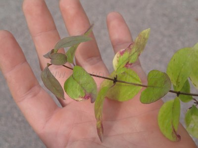 detail Zimolez obecný