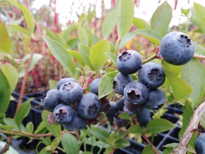 detail Kanadská borůvka 'Berkeley'- středně pozdní