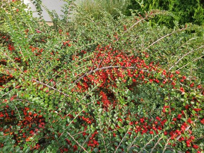 detail Hlohyně šarlatová 'Red Column'