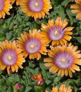 Kosmatec var.oranžová