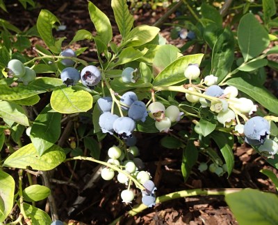 detail Kanadská borůvka 'Berkeley'- středně pozdní